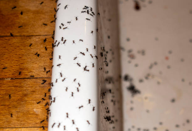 Best Commercial Pest Control Services  in Greenwood, DE