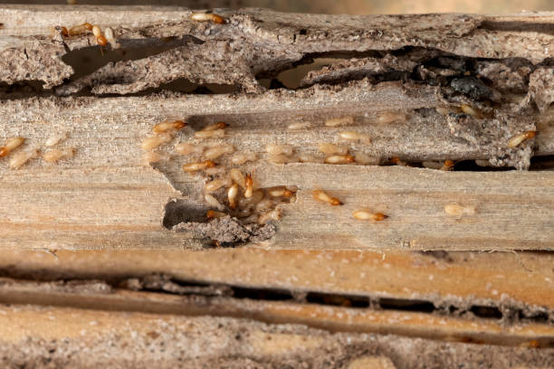 Professional Pest Control in Greenwood, DE
